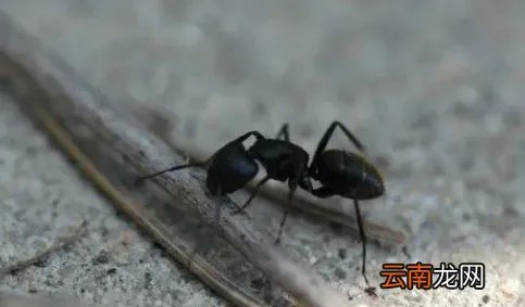 蚂蚁放进微波炉里加热会死吗