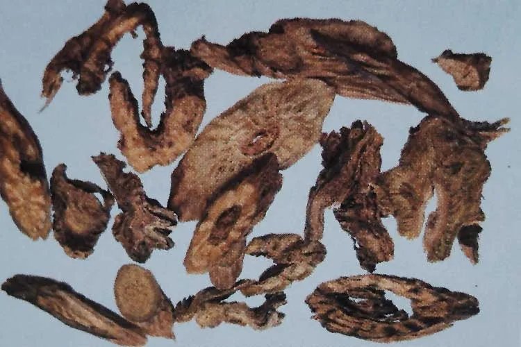 黄芪图片大全高清图片