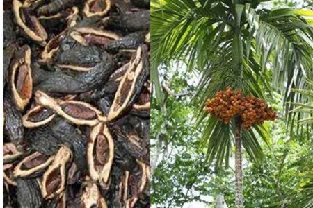 槟榔有什么好处