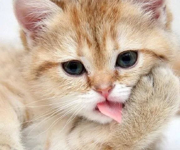 大家有没有小猫咪的图片？