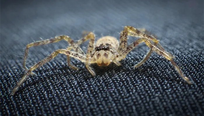 蜘蛛是不是昆虫 蜘蛛吃什么食物