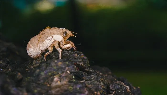 蝉是益虫吗 蝉是益虫还是害虫