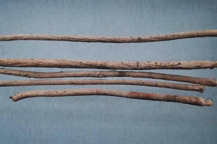 黄芪图片大全高清图片