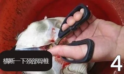 杀甲鱼(王八)正确杀法怎么杀，甲鱼怎么吃？