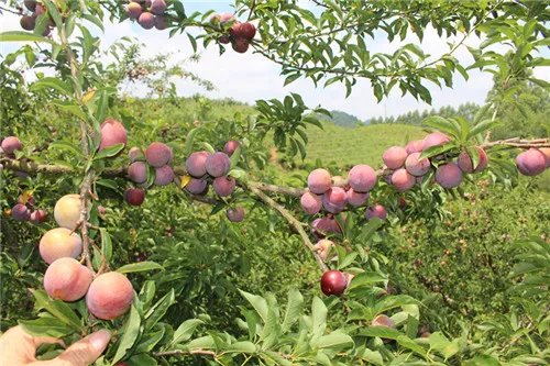 李果的功效是什么 李果怎么食用