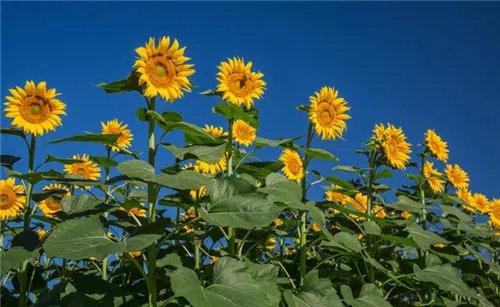 向日葵花语  向日葵有哪些美好的寓意