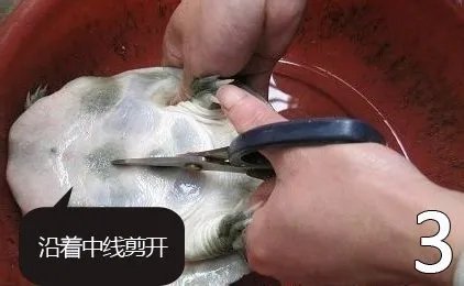 杀甲鱼(王八)正确杀法怎么杀，甲鱼怎么吃？