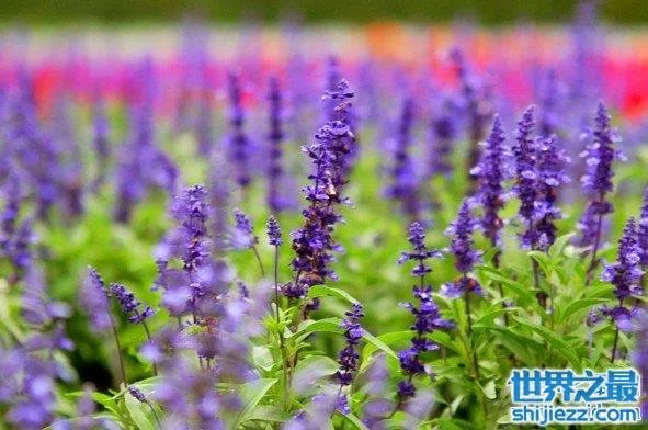 夏天家里放一物绝对没蚊子，还能装饰房间(一举两得) 