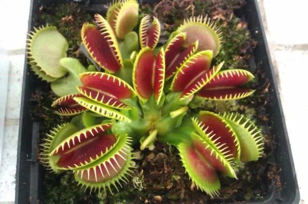 十大神奇的植物，世界花王排第八，第五见血封喉