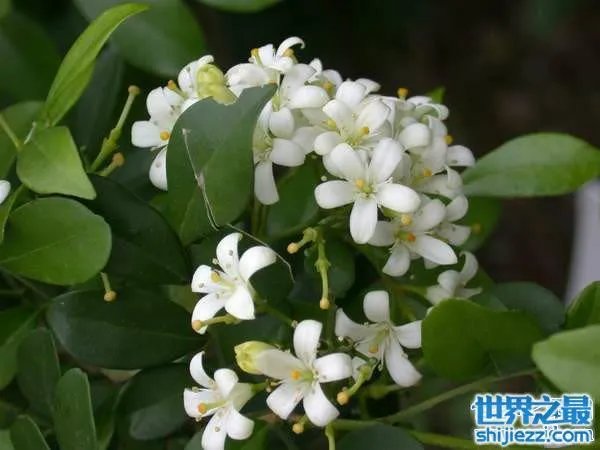 夏天家里放一物绝对没蚊子，还能装饰房间(一举两得) 