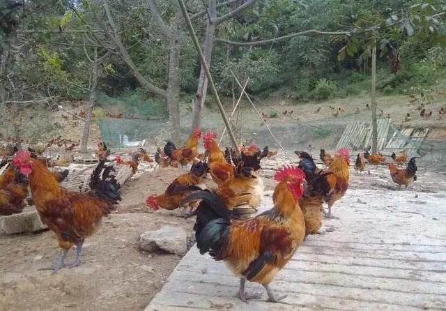 无抗养殖怎么做?