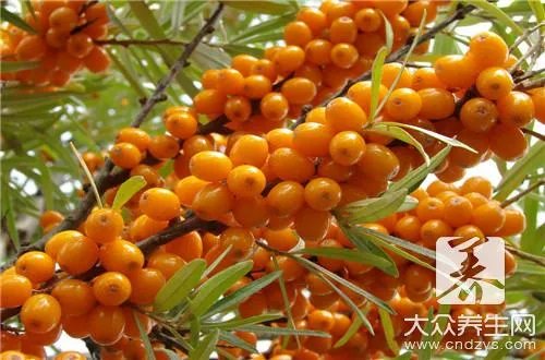 沙棘茶有什么功效呢