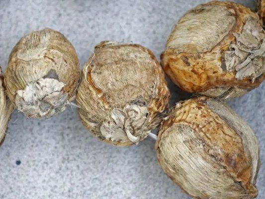 槟榔吃多了会怎么样