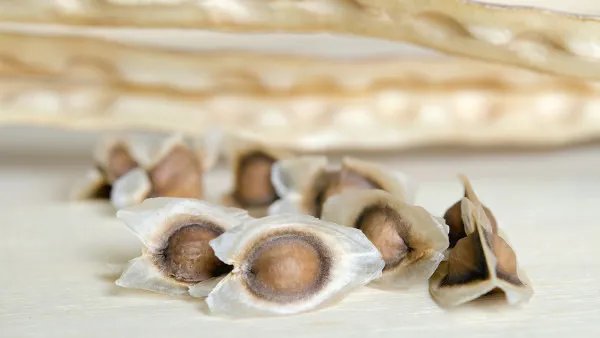 辣木籽的功效与作用及禁忌