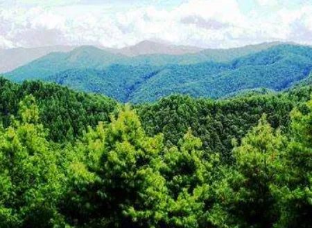 郁郁葱葱的近义词是什么?