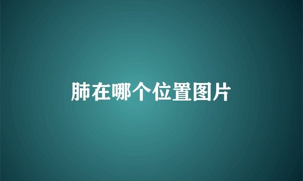 肺在哪个位置图片