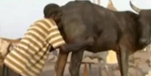 男子对牛屁股吹气 下秒奇迹发生了（图）