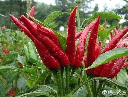 朝天椒如何种？