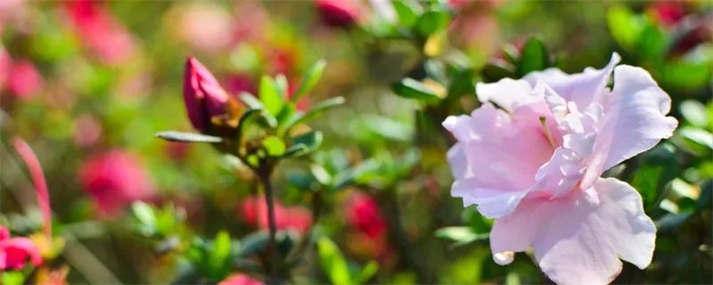 茶花的养殖方法和注意事项 茶花的养殖方法和注意事项有哪些