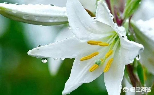 黑百合代表什么？