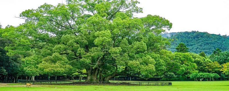 桉树的危害 桉树有哪些危害