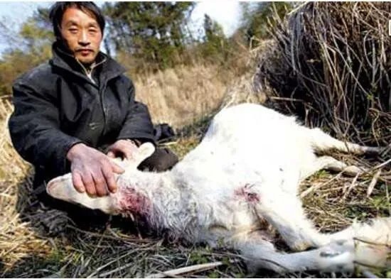 吸血怪兽奇玛伊拉 美国吸血兽到底是什么