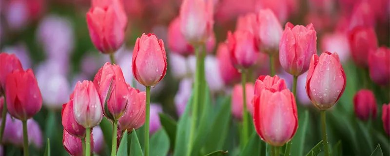 郁金香的产地 郁金香的产地是哪个国家