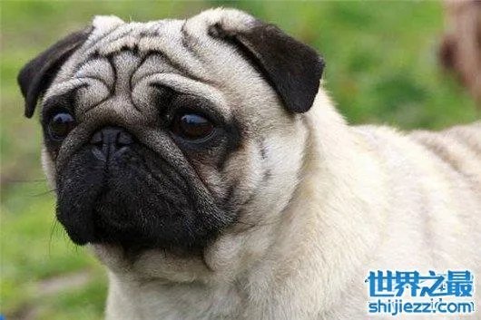 世界上最忧伤的狗，把悲伤写在了脸上 