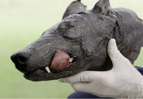 吸血怪兽奇玛伊拉 美国吸血兽到底是什么