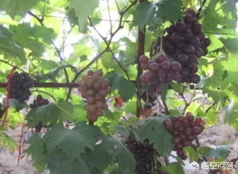 农村种植什么最合适？