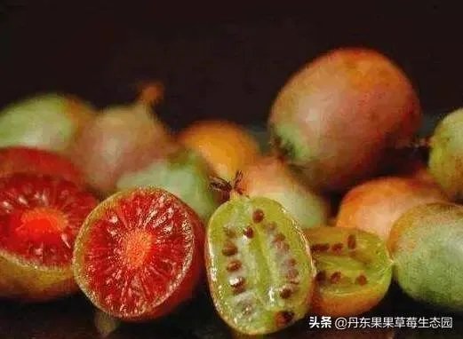 种软枣子的前景如何?