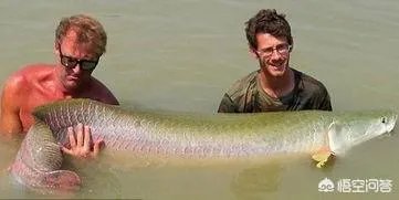 什么鱼最白痴？