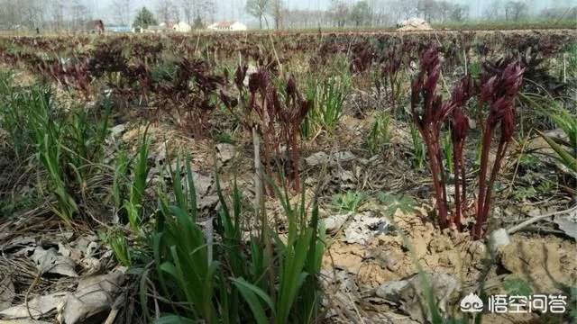 农村种植什么最合适？