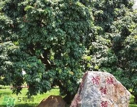 挂绿为什么只有一株？挂绿荔枝为什么不多种？