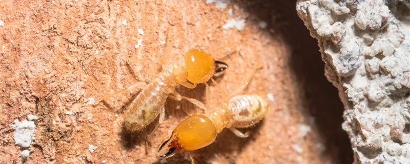 白蚁有什么危害 白蚁的危害有哪些