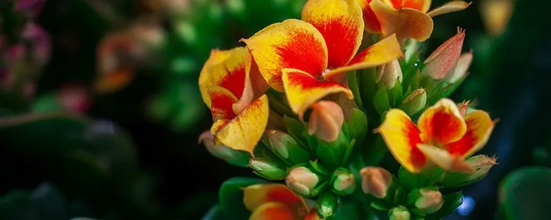 长寿花花语 长寿花花语是什么