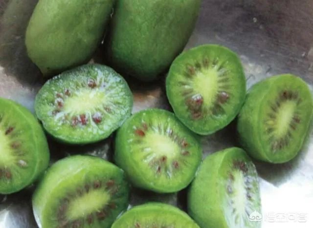 种软枣子的前景如何?