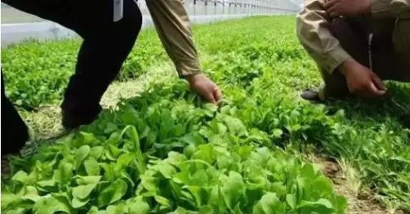 天津蔬菜怎么这么贵