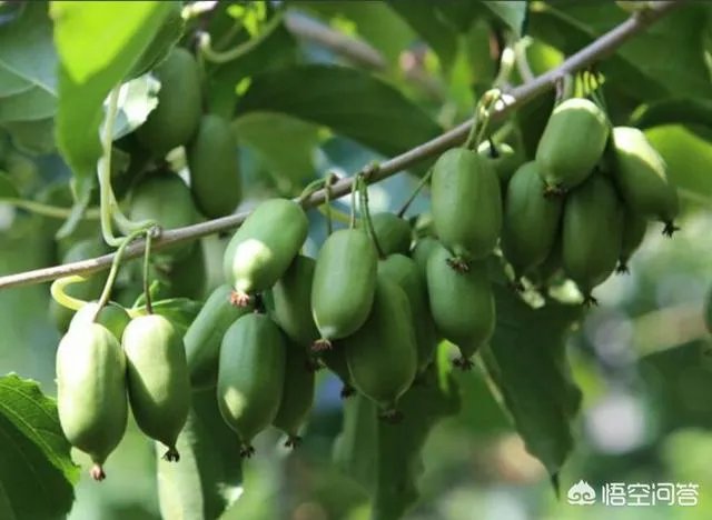 种软枣子的前景如何？