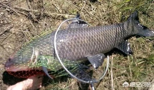 野生青鱼最大能长多少斤？100斤的青鱼要生长多少年？