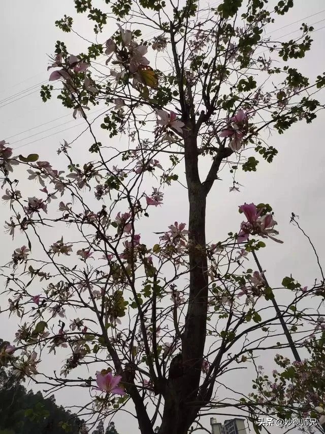 广州番禺大石那个村租房好