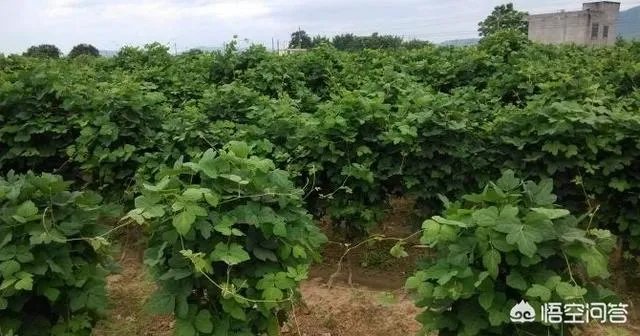 农村种植什么最合适？