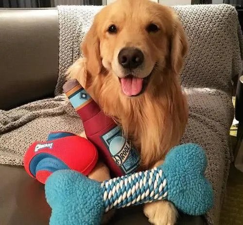 被寄养金毛暴走100多公里回家，狗狗是怎么找回来的？