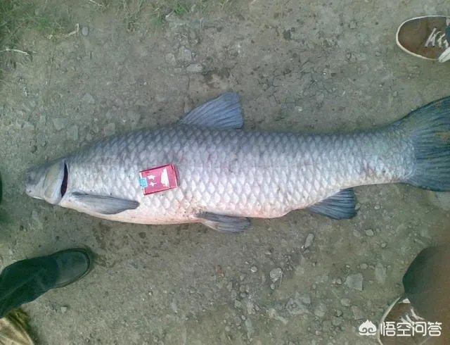野生青鱼最大能长多少斤？100斤的青鱼要生长多少年？