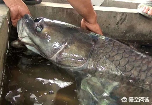 野生青鱼最大能长多少斤？100斤的青鱼要生长多少年？