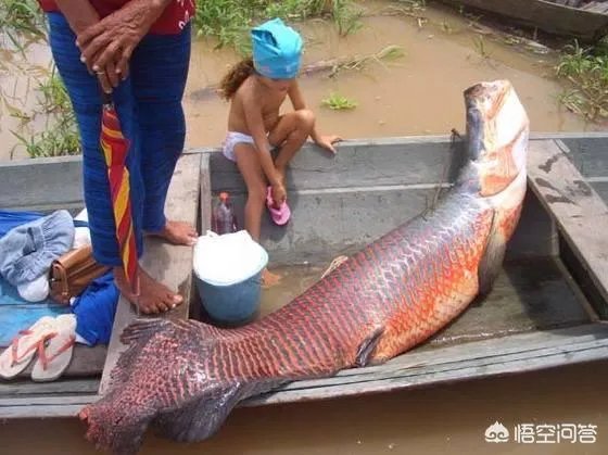 什么鱼最白痴？