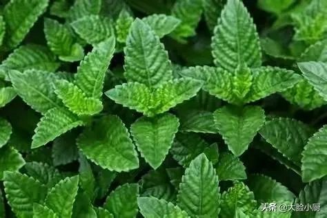 今日大暑，你觉得吃什么比较合适？