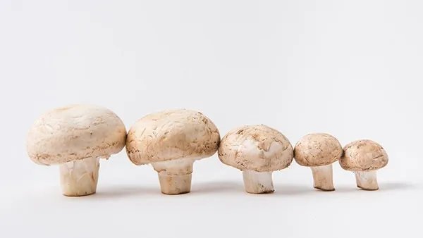 转氨酶高吃什么食物好