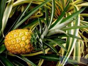 凤梨和菠萝是同一种水果吗