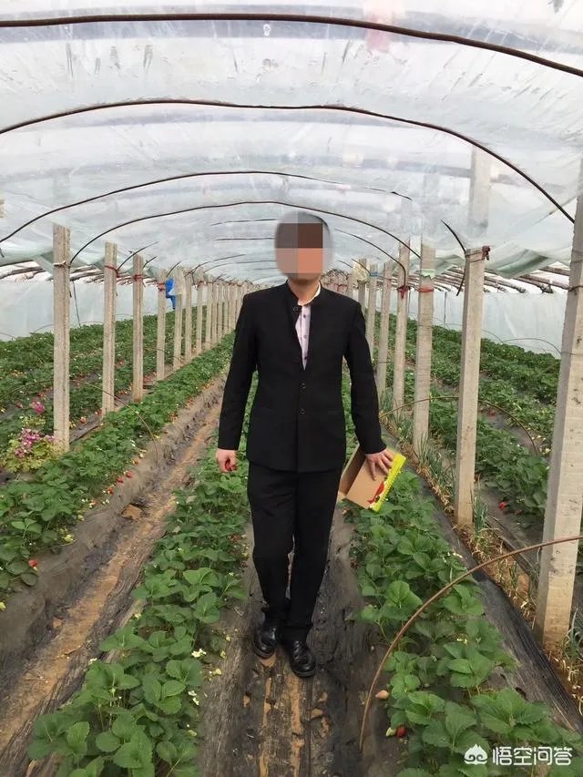 农村种植什么最合适？